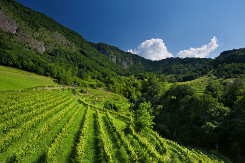 Bottega's Vittorio Veneto Vineyard Bottega Vineyard